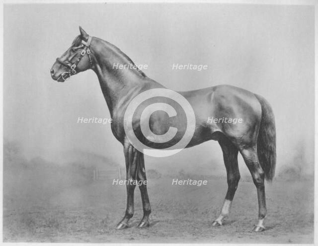 'Bachelor's Button. Winkfield - Milady', 1911. Artist: Unknown.