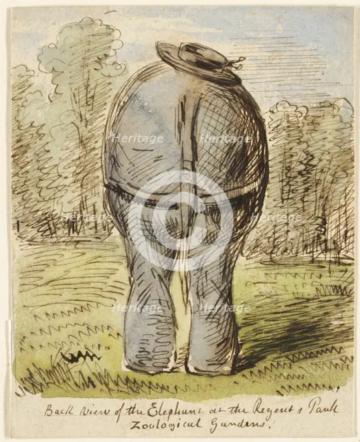 Back View of the Elephant at the Regent's Park Zoological Gardens, n.d. Creator: John Leech.