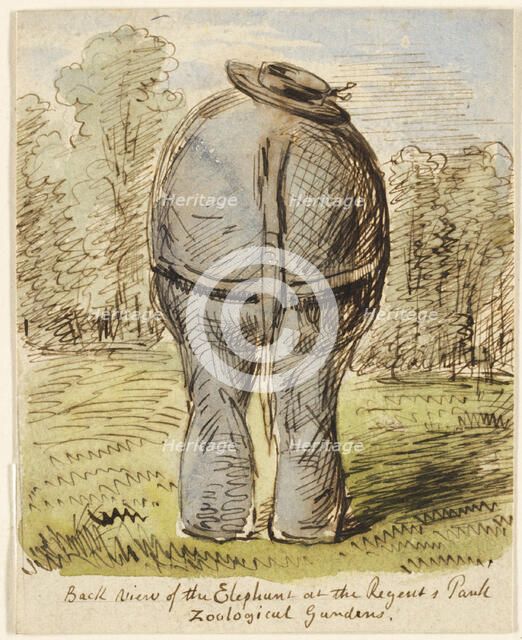 Back View of the Elephant at the Regent's Park Zoological Gardens, n.d. Creator: John Leech.