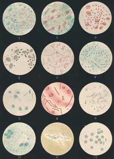 Bacteria c19th century