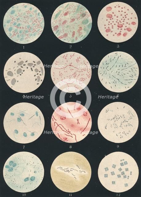 'Bacteria', c19th century. Artist: Unknown.