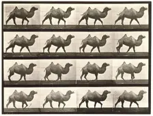 Bactrian camel, 1872-1885. Creator: Eadweard J Muybridge