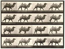 Bactrian camel, 1872-1885. Creator: Eadweard J Muybridge