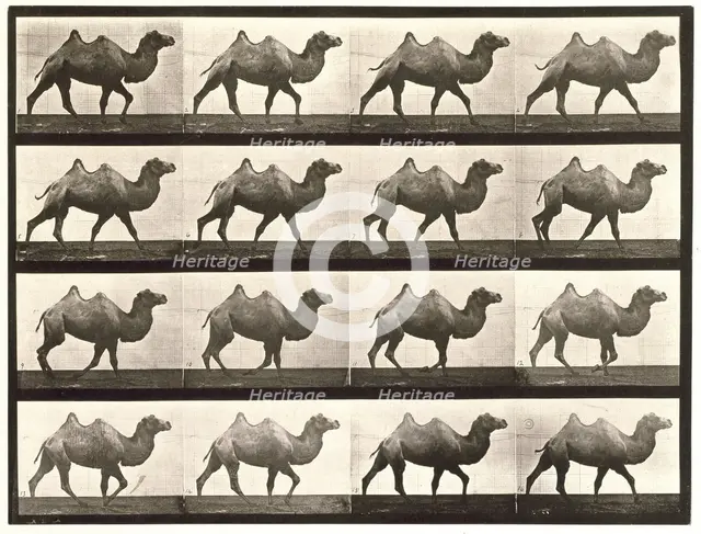 Bactrian camel, 1872-1885.  Creator: Eadweard J Muybridge.