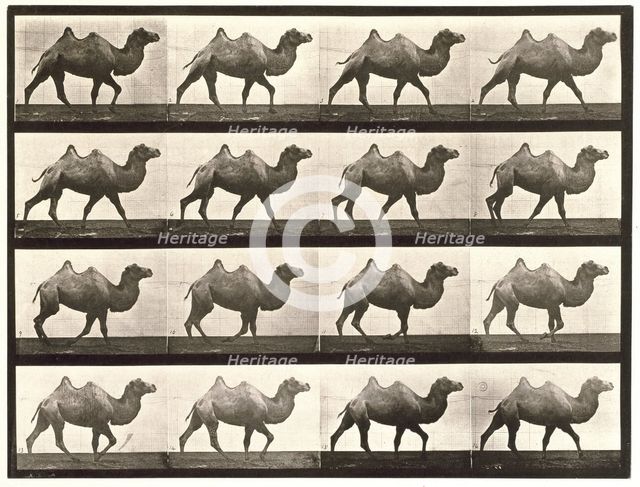 Bactrian camel, 1872-1885.  Creator: Eadweard J Muybridge.