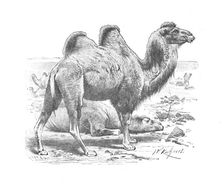 Bactrian Camel c1900. Artist: Helena J. Maguire