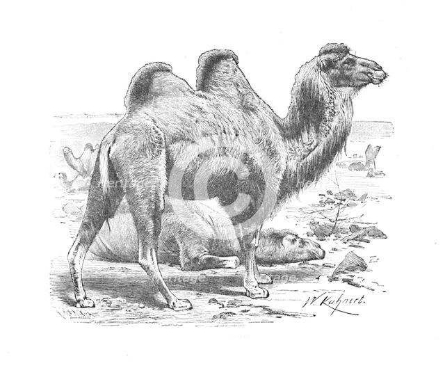 'Bactrian Camel', c1900. Artist: Helena J. Maguire.