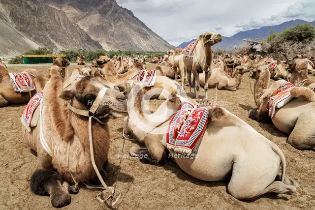 Bactrian Camels, Nubra Valley, Hunder Sand Dune, Ladakh, India, 2023. Creator: Peter Thompson.
