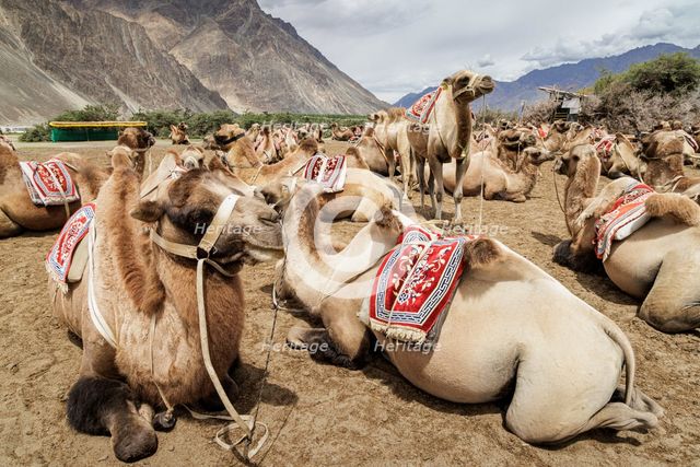 Bactrian Camels, Nubra Valley, Hunder Sand Dune, Ladakh, India, 2023. Creator: Peter Thompson.