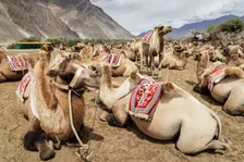 Bactrian Camels, Nubra Valley, Hunder Sand Dune, Ladakh, India, 2023. Creator: Peter Thompson