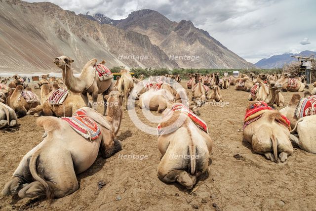 Bactrian Camels, Nubra Valley, Hunder Sand Dune, Ladakh, India, 2023. Creator: Peter Thompson.