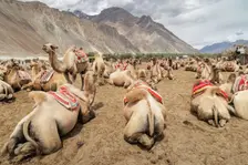 Bactrian Camels, Nubra Valley, Hunder Sand Dune, Ladakh, India, 2023. Creator: Peter Thompson