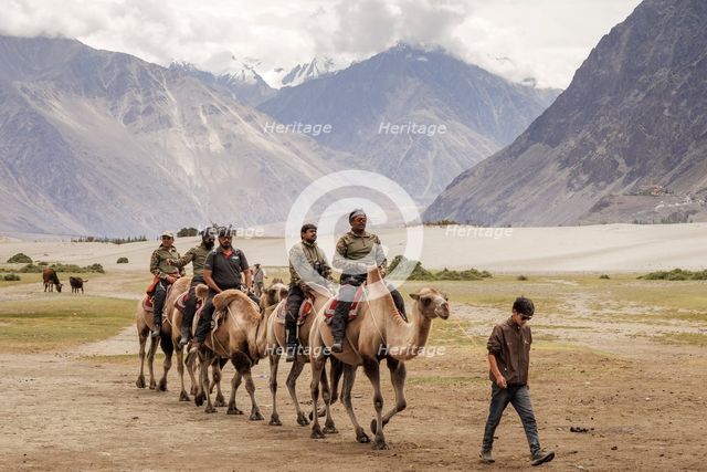 Bactrian Camels, Nubra Valley, Hunder Sand Dune, Ladakh, India, 2023. Creator: Peter Thompson.