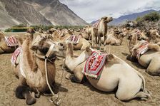 Bactrian Camels, Nubra Valley, Hunder Sand Dune, Ladakh, India, 2023. Creator: Peter Thompson