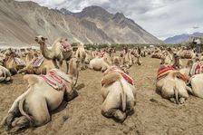 Bactrian Camels, Nubra Valley, Hunder Sand Dune, Ladakh, India, 2023. Creator: Peter Thompson
