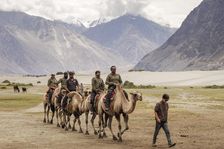 Bactrian Camels, Nubra Valley, Hunder Sand Dune, Ladakh, India, 2023. Creator: Peter Thompson