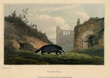 Badger, 1821. Creator: Newton Smith Limbird Fielding