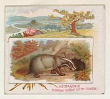 Badger, from Quadrupeds series (N41) for Allen & Ginter Cigarettes, 1890. Creator: Allen & Ginter