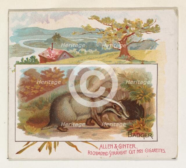 Badger, from Quadrupeds series (N41) for Allen & Ginter Cigarettes, 1890. Creator: Allen & Ginter.
