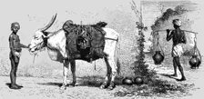Baggage-animal, India; Black Bear shooting in the Himalayas 1875. Creator: G. Beste