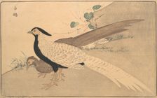 Bai xian, 1789. Creator: Kitao Masayoshi
