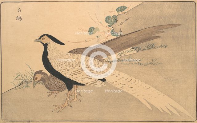 Bai xian, 1789. Creator: Kitao Masayoshi.