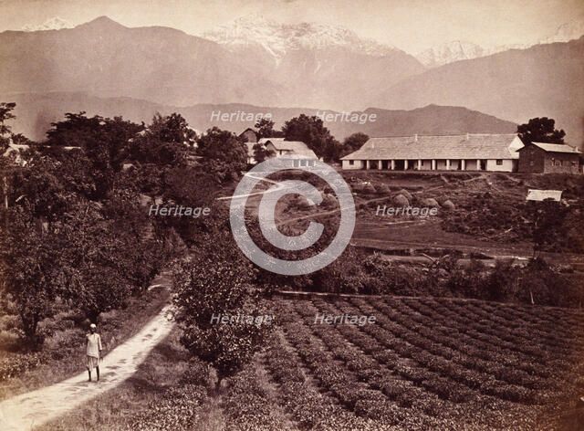 Baijnath tea factory, 1860s. Creator: Unknown.