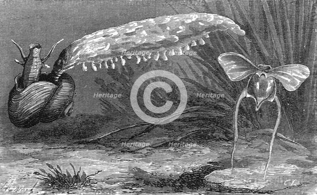 'Bait of the Florida Fisherman; A Flying Visit to Florida', 1875. Creator: Thomas Mayne Reid.