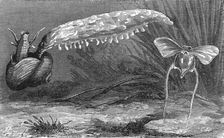 Bait of the Florida Fisherman; A Flying Visit to Florida 1875. Creator: Thomas Mayne Reid