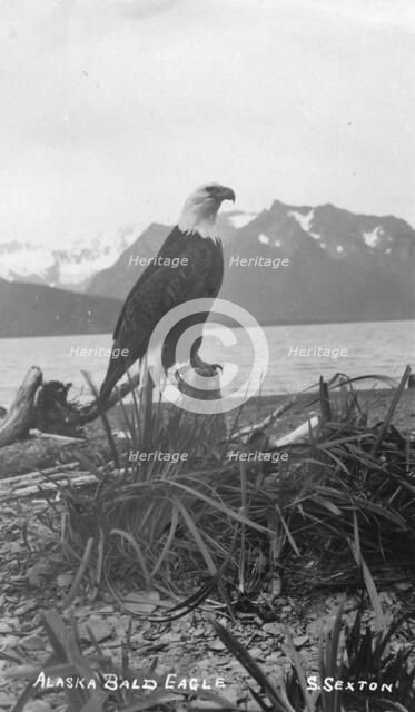 Bald eagle, between c1900 and c1930. Creator: S Sexton.