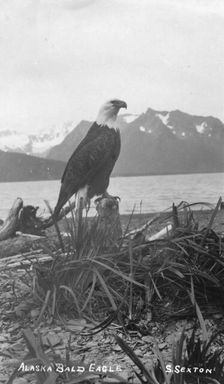 Bald eagle, between c1900 and c1930. Creator: S Sexton