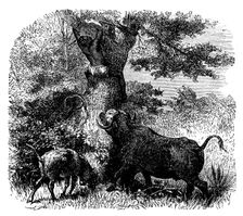 Baldwin's "African Hunting": native chased by buffalo cow and calf, 1862. Creator: Johann Baptist Zwecker