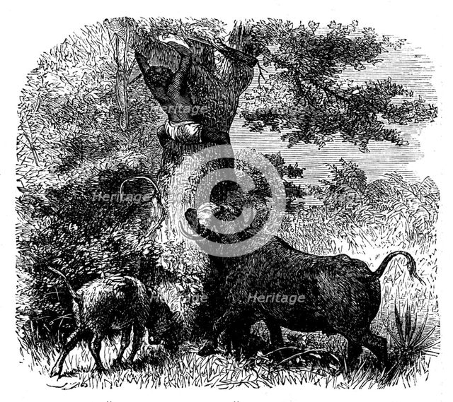 Baldwin's "African Hunting": native chased by buffalo cow and calf, 1862. Creator: Johann Baptist Zwecker.