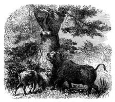 Baldwin's "African Hunting": native chased by buffalo cow and calf, 1862. Creator: Johann Baptist Zwecker