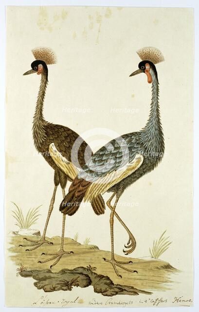 Balearica regulorum (Grey crowned crane), 1777-1786. Creator: Robert Jacob Gordon.