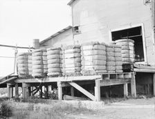 Bales of cotton on gin platform, Robstown, Texas, 1936. Creator: Dorothea Lange