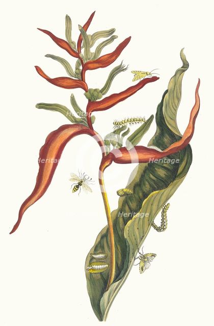 Ballia. From the Book Metamorphosis insectorum Surinamensium, 1705. Creator: Merian, Maria Sibylla (1647-1717).