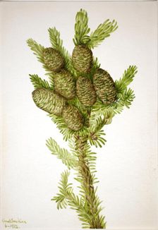 Balsam Fir (Albies fraseri), 1932. Creator: Mary Vaux Walcott