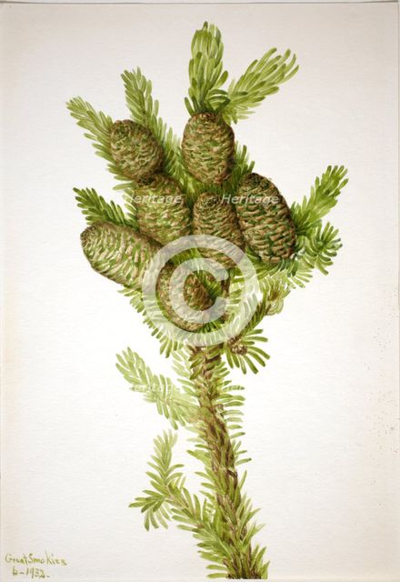 Balsam Fir (Albies fraseri), 1932. Creator: Mary Vaux Walcott.
