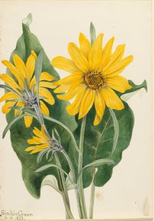 Balsamroot (Balsamorhiza sagittata), 1923. Creator: Mary Vaux Walcott