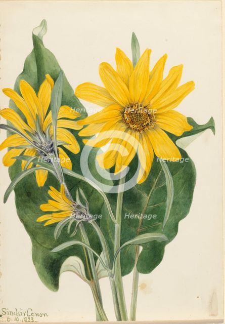 Balsamroot (Balsamorhiza sagittata), 1923. Creator: Mary Vaux Walcott.