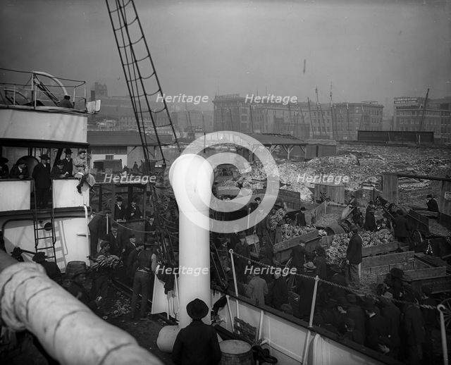 Baltimore, Maryland, unloading banana steamer, between 1890 and 1906. Creator: Unknown.