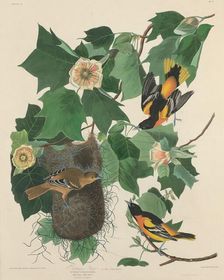 Baltimore Oriole, 1827. Creator: Robert Havell