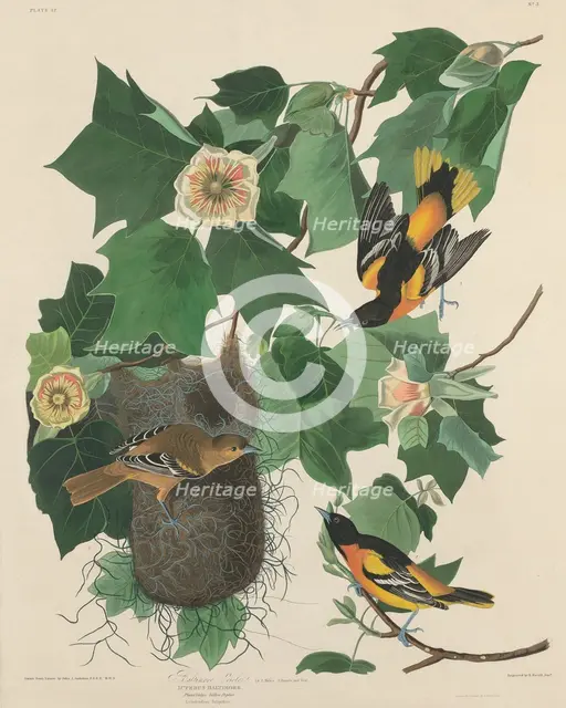 Baltimore Oriole, 1827. Creator: Robert Havell.
