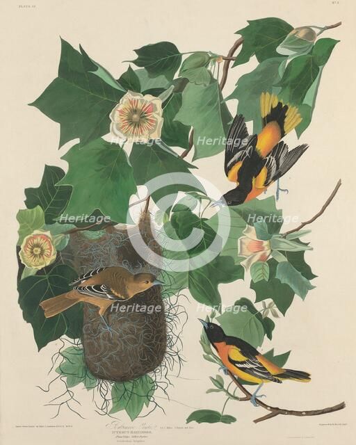 Baltimore Oriole, 1827. Creator: Robert Havell.