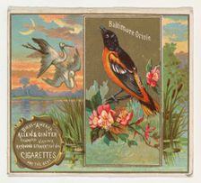 Baltimore Oriole, from the Birds of America series (N37) for Allen & Ginter Cigarettes, 1888. Creator: Allen & Ginter