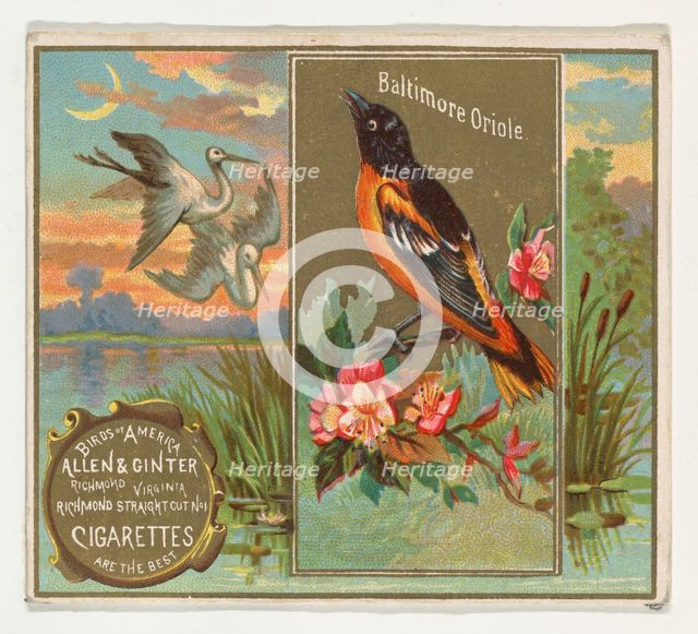 Baltimore Oriole, from the Birds of America series (N37) for Allen & Ginter Cigarettes, 1888. Creator: Allen & Ginter.