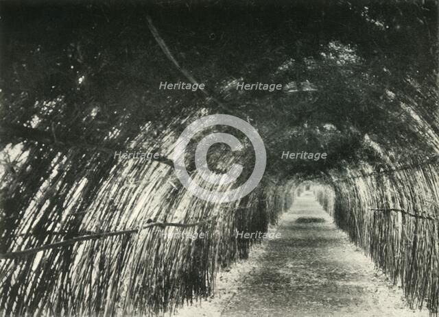 'Bamboo Avenue at Barrackpore, 1904', (1925). Creator: Unknown.
