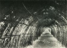Bamboo Avenue at Barrackpore, 1904 (1925). Creator: Unknown