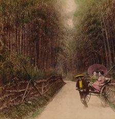 Bamboo Avenue, Kyoto, Japan 1896